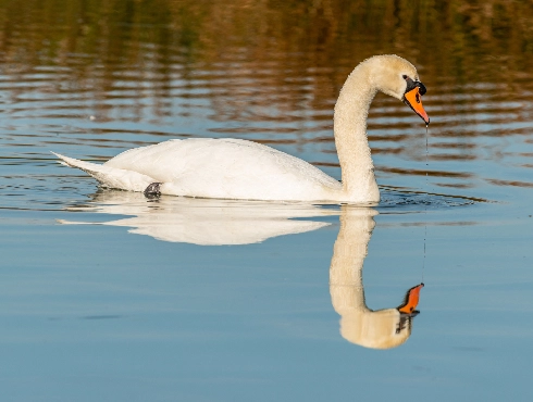 Mute Swan